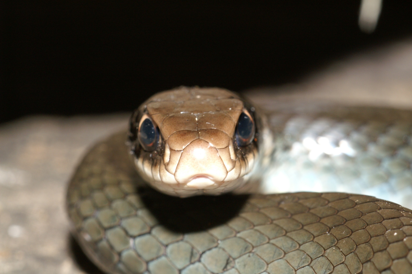 Coluber constrictor latrunculus 2.0011